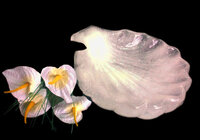 Mediam Clam