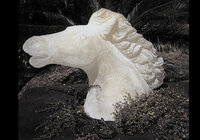 Horse Head