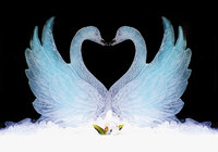 Double Swans